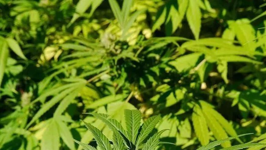 金赛纶投身弃宠志愿活动八年,管家婆论坛-资料中心大全,国产化作答解释落实_户外版V12.88
