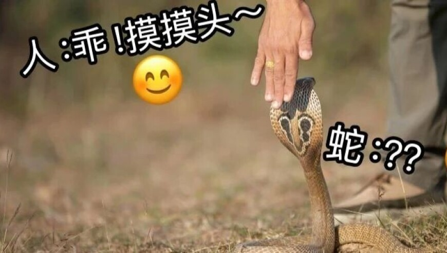 2025年奥门今晚开奖香港王中王,四川宜宾山体滑坡原因公布,展开计划实施_专家版V14.2